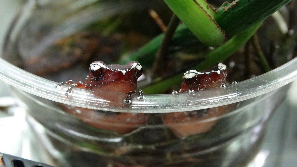 Two froglets sitting on the rim of a glass