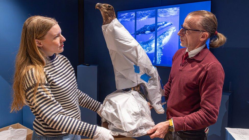 Staff at the museum unwrapping a taxidermized bird