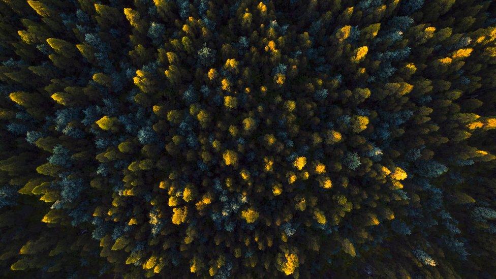 An aerial view of eucalyptus regnans