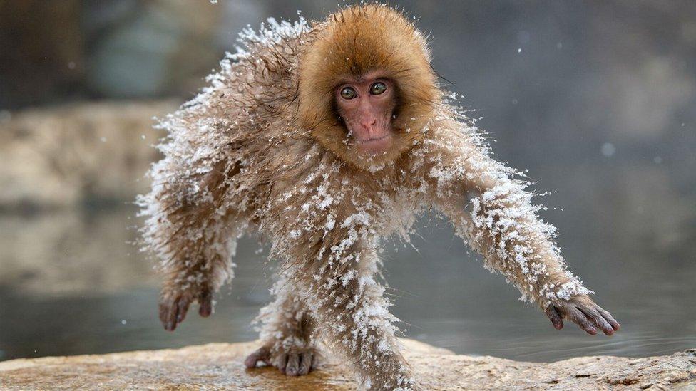 Monkey in snow