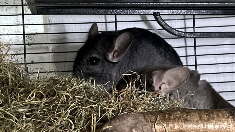 Chinchilla