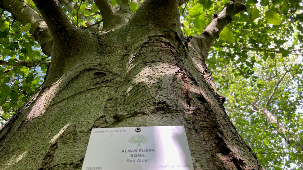 Alder tree at St Brelade