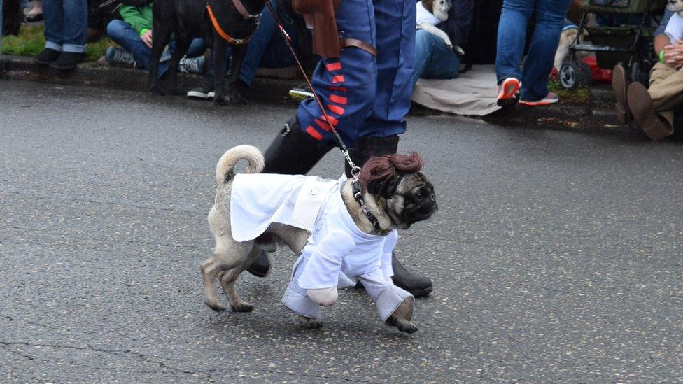 Princess Leia the pug and Han