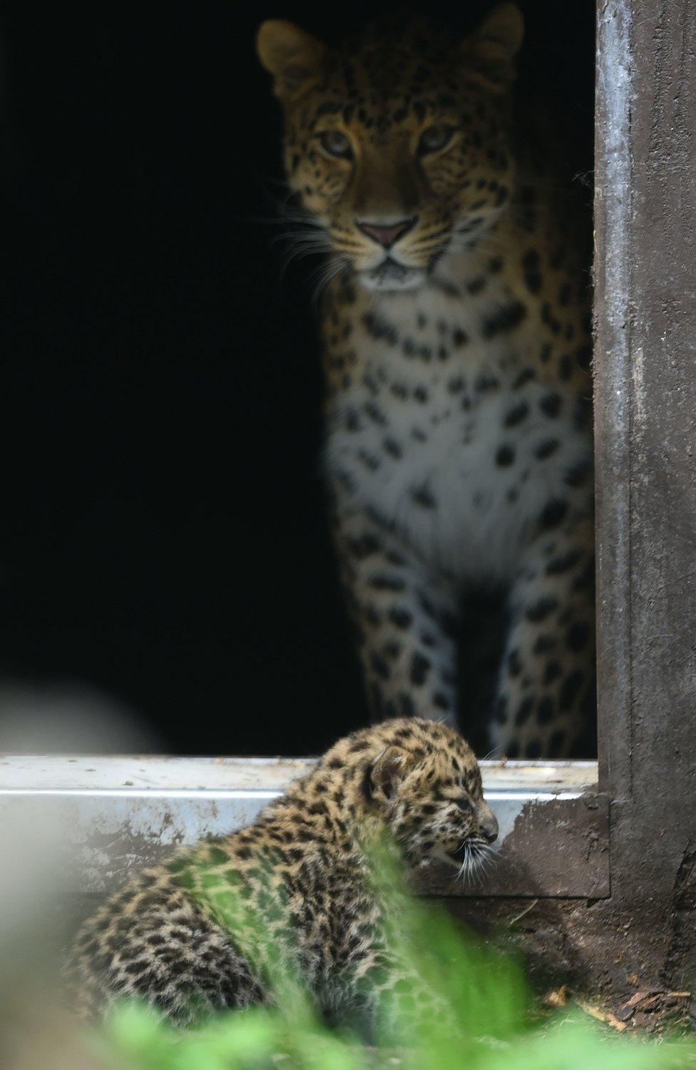 Amur leopard cub with its mother