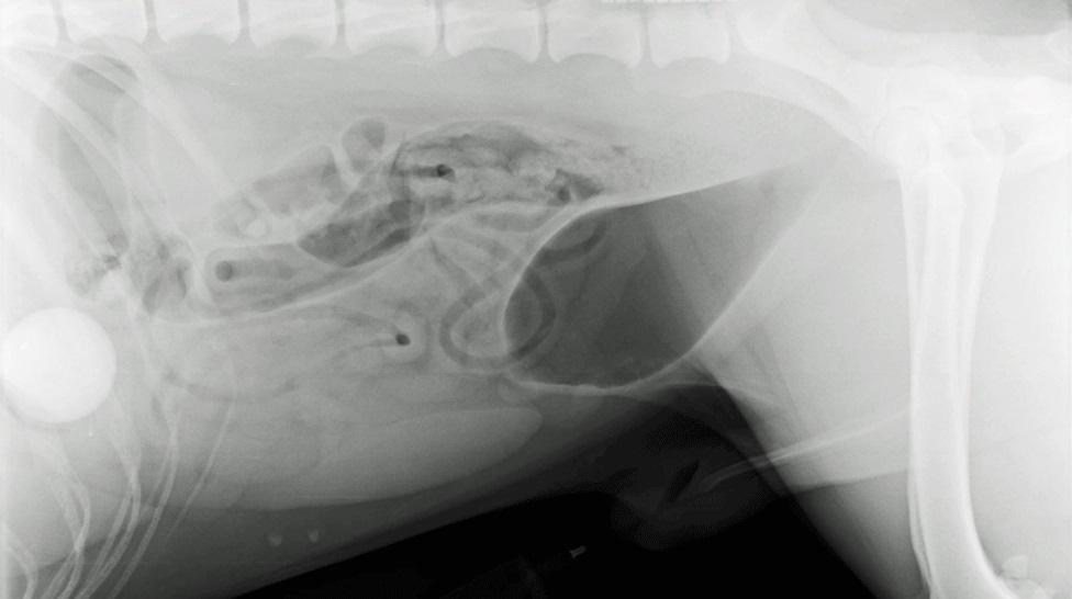 X-ray image of Pongo's X-ray showing the golf ball in his stomach