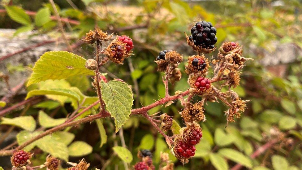 Ewhurst Park blackberries