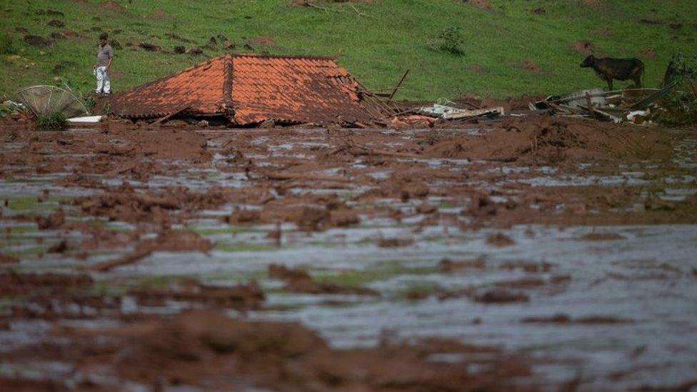 A lone man and a cow are seen by a submerged house after a dam collapse in Minas Gerais, Brazil. Photo: January 2019