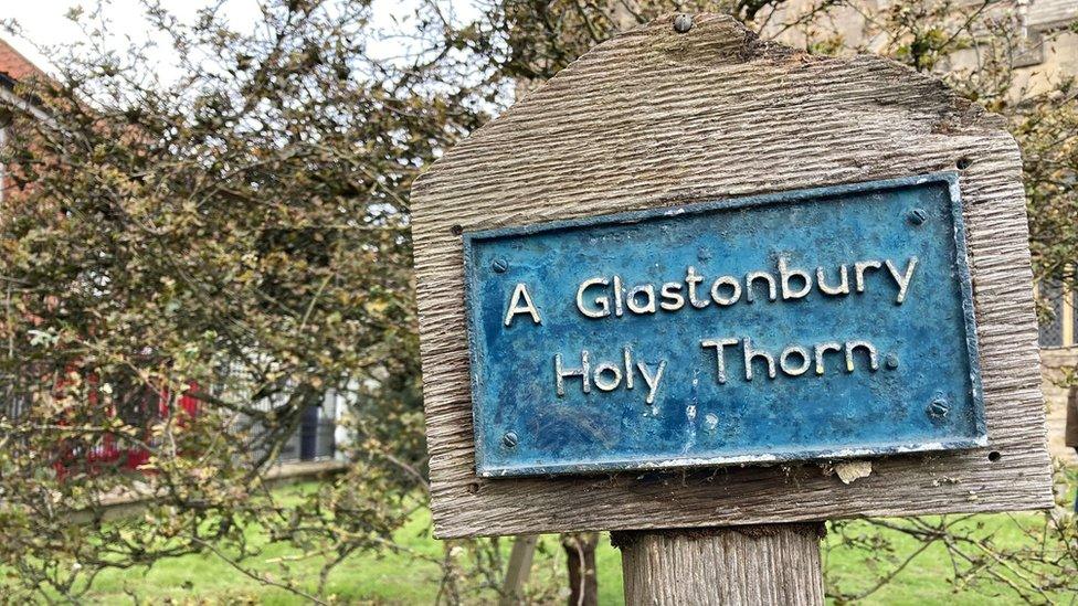 The sign of the Glastonbury holy thorn