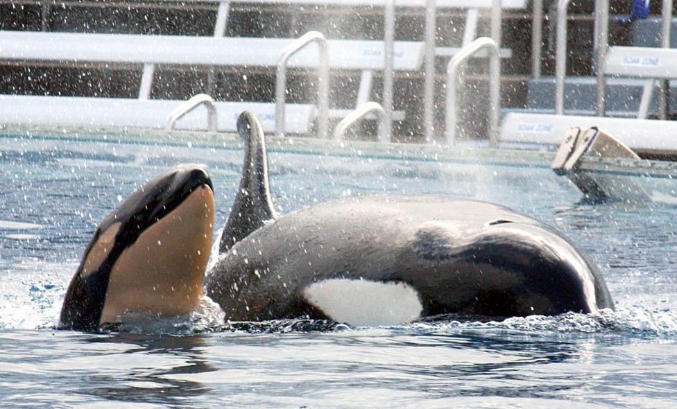 A newborn baby killer whale swims with it's mother Kasatka on December 21, 2004