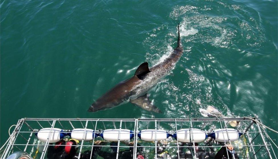 Tourists get up close to a Great White Shark as it swims past the cage in 2009 in Gansbaai, South Africa