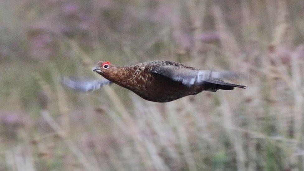 Irish red grouse