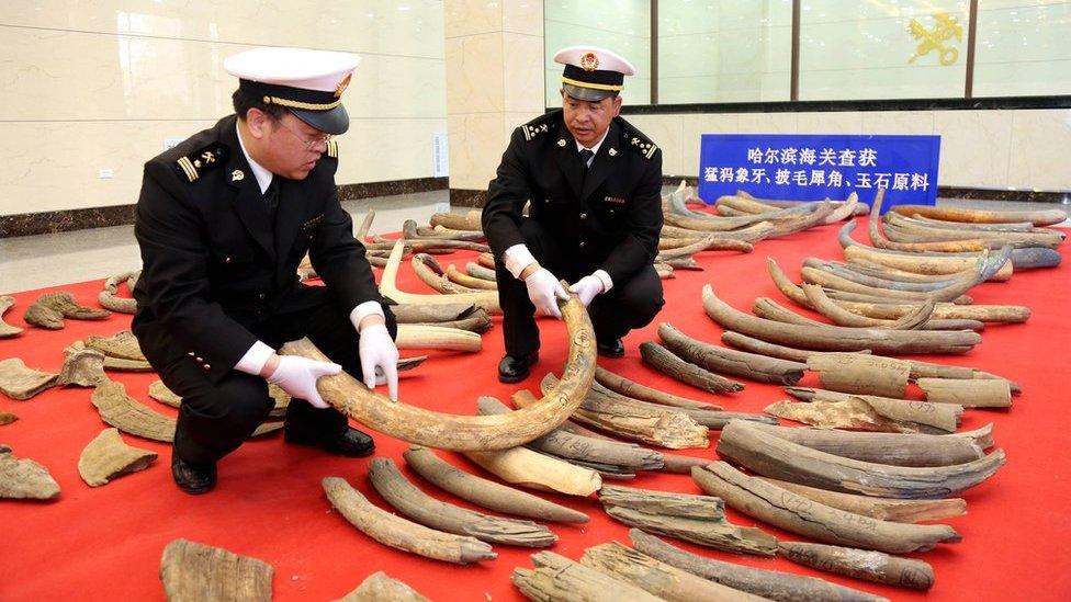 Picture of mammoth tusks seized in Heilongjiang province in China on 11 April 2017