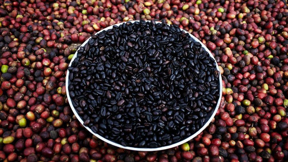 Recently picked wild coffee is dried on a farm on December 4, 2012 outside Bonga, Ethiopia