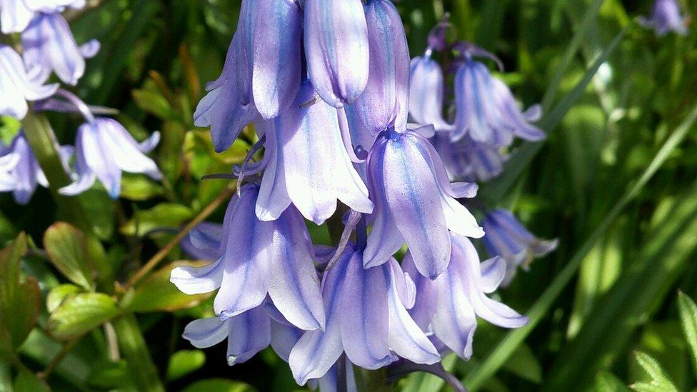 Bluebells near Abingdon