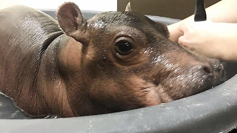 Fiona the baby hippo