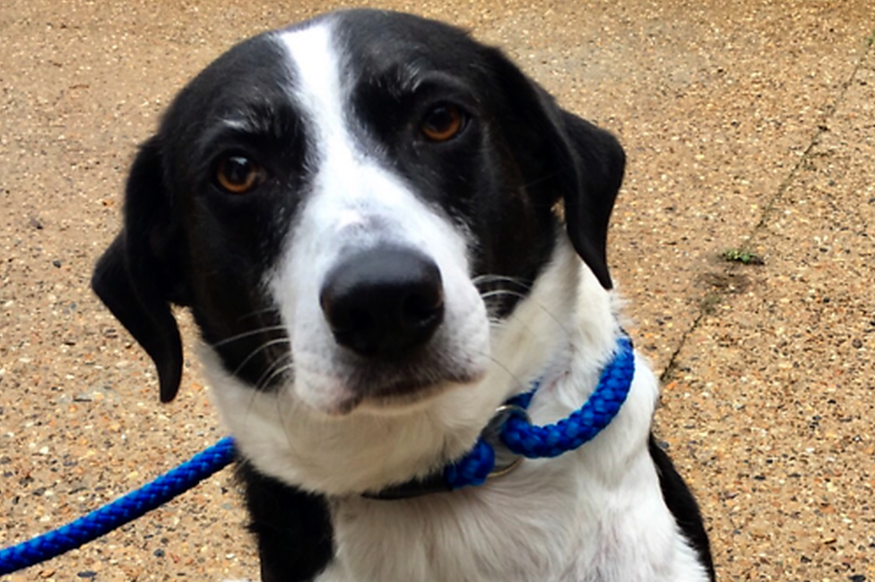 Bess the Collie cross at Last Chance Animal Rescue in Kent