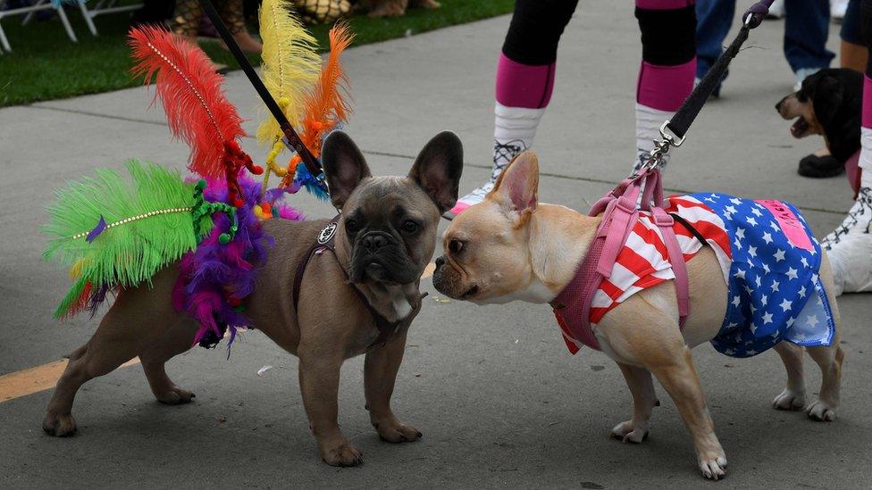 Dog dressed in costume