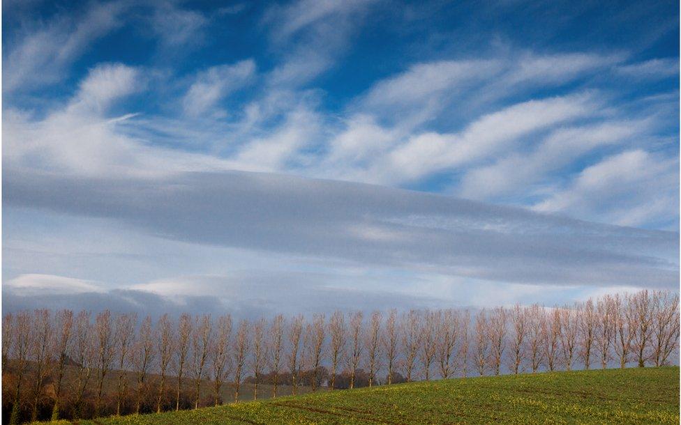 Winter Poplars – Monmouthshire