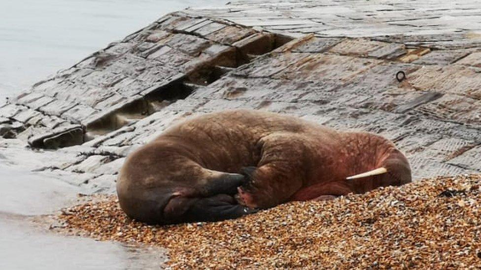 Thor resting at Calshot