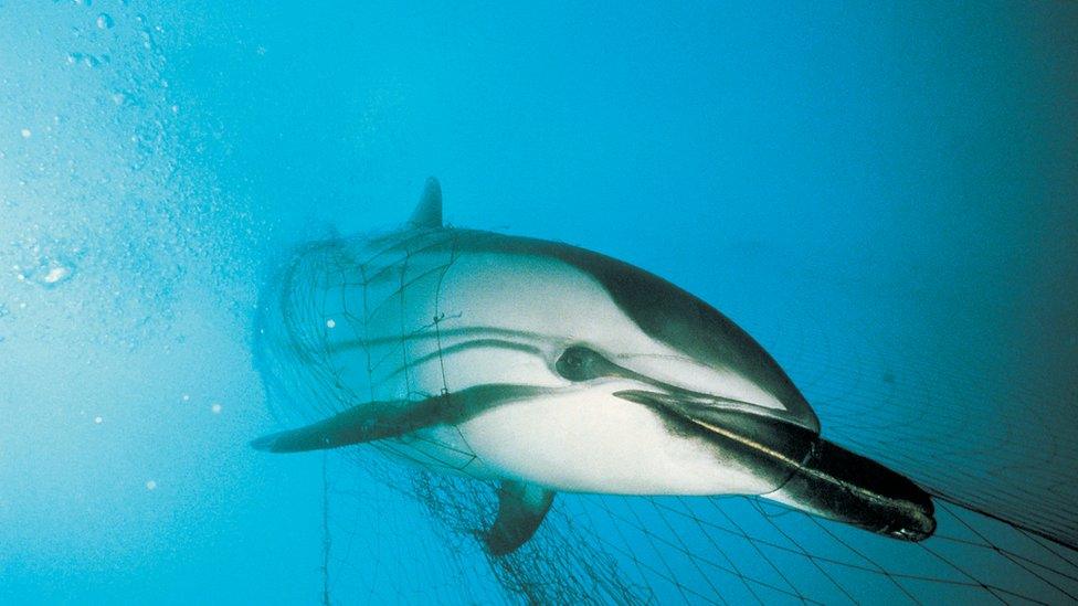 A Dolphin trapped in netting.