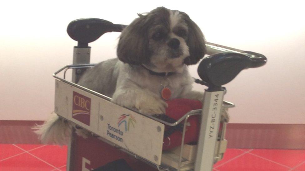 Brenda Lee-Lovell's dog in an airport trolley