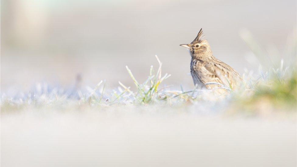 a crested lark in germany standing in a field