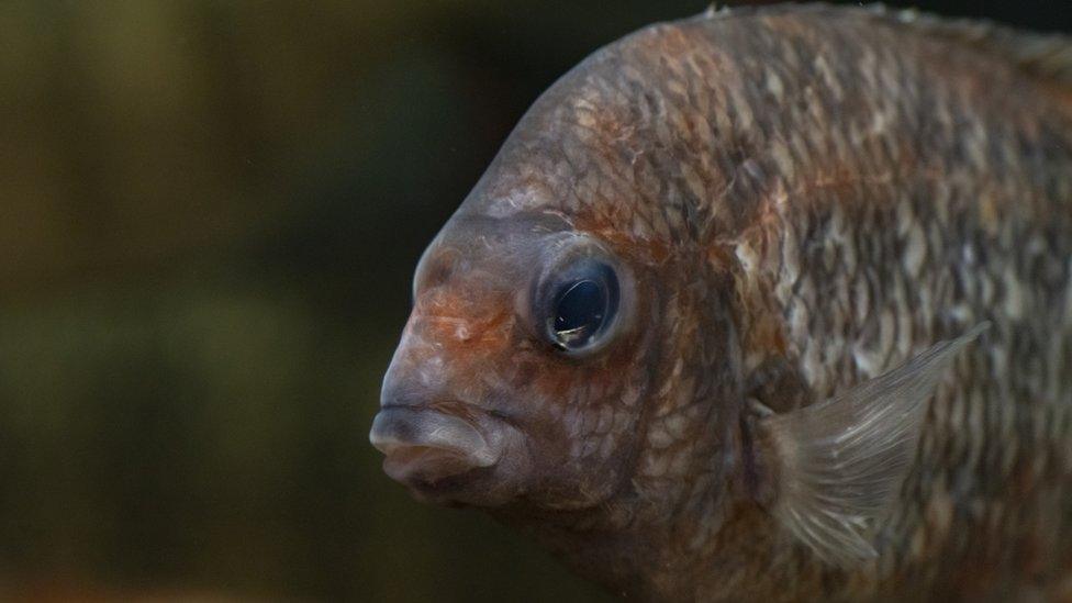 Kotsovato-fish.