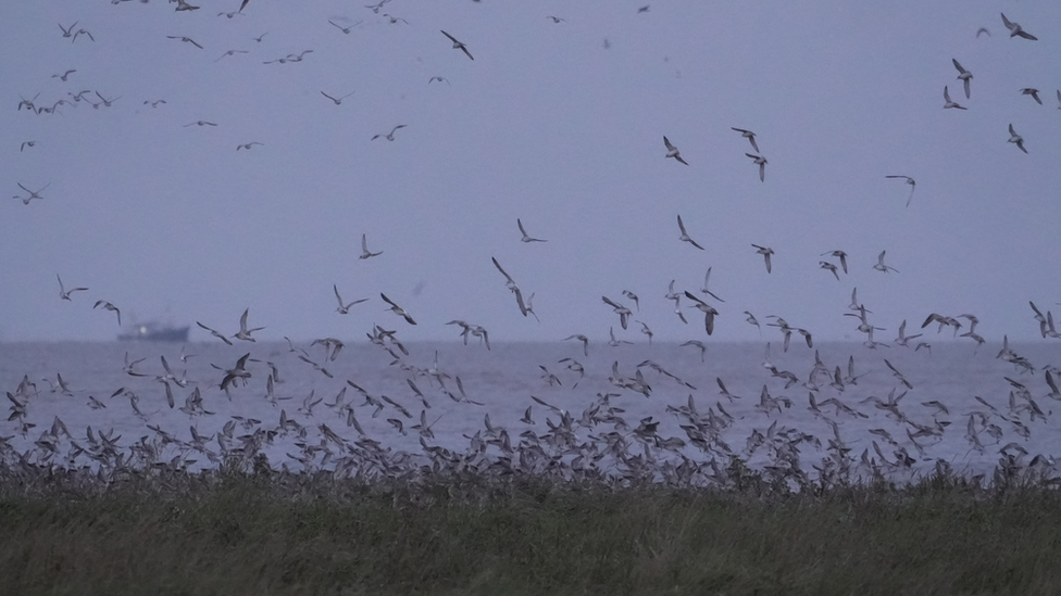 Birds at the RSPB in Snettisham, Norfolk