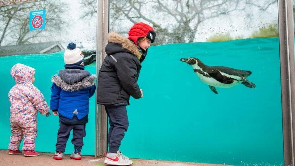 Children looking at a penguin in London Zoo in Regent's Park London