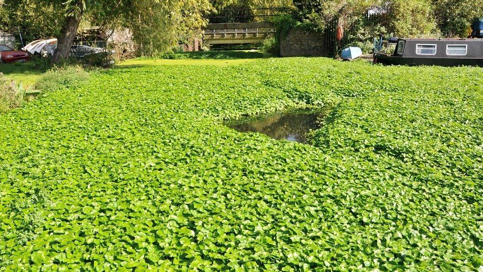 The floating pennywort