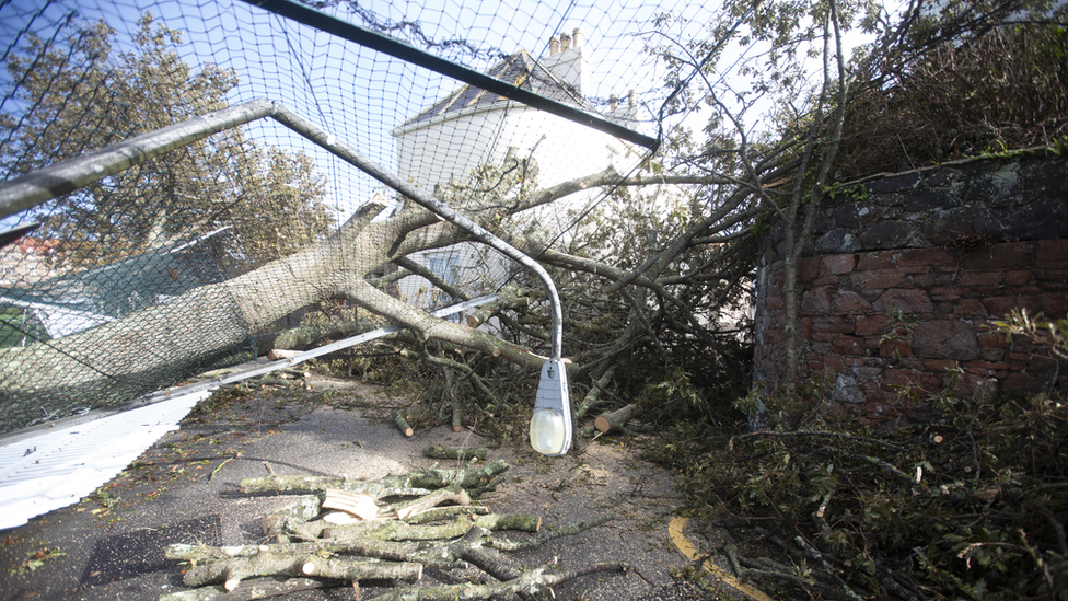 Photograph of a large tree felled onto a lamp post. House in the background with lots of debris.