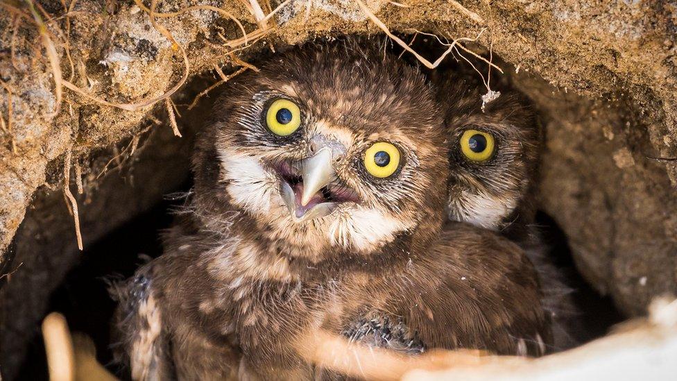 Two burrowing owlets looking out from their burrow.