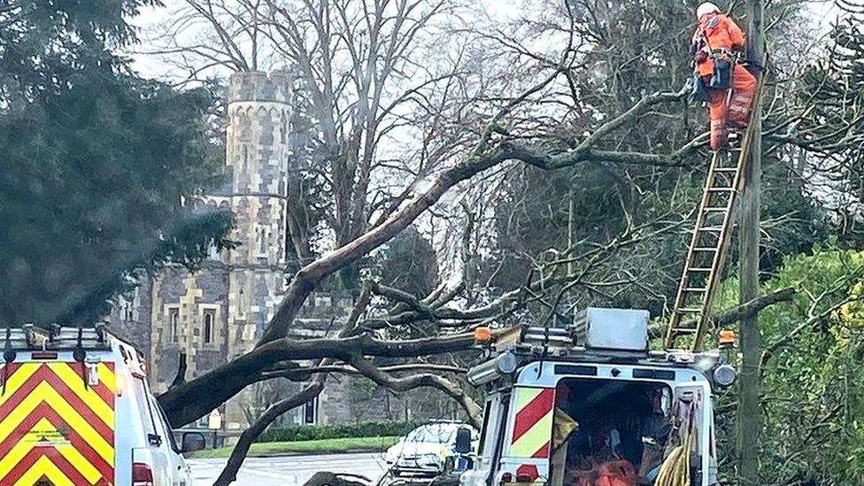 Tree blocking road