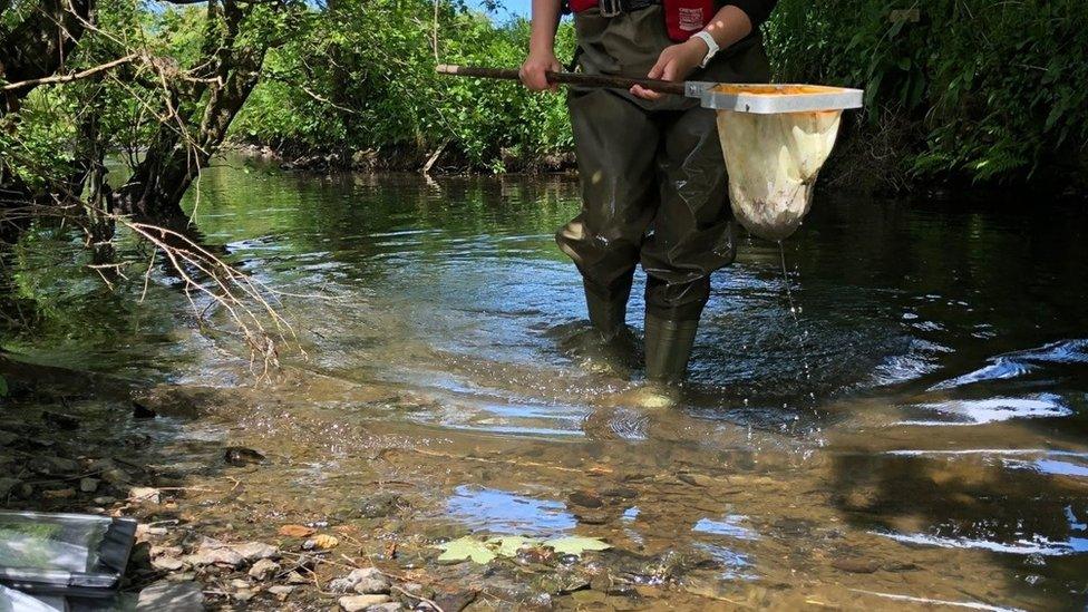 Environment Agency staff member at the River Ottery, Jacobstow