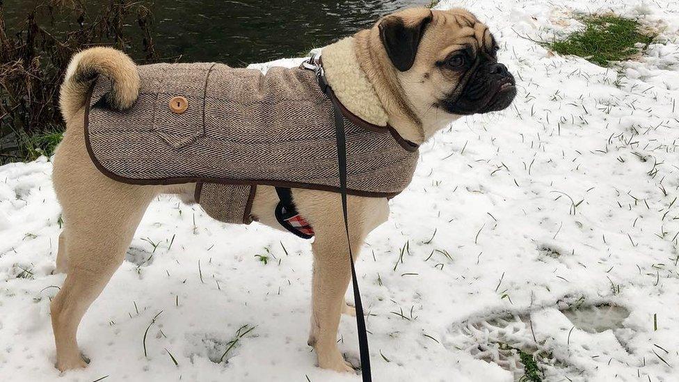 Barney the pug cross has donned a very smart tweed jacket for his jaunt in the snow