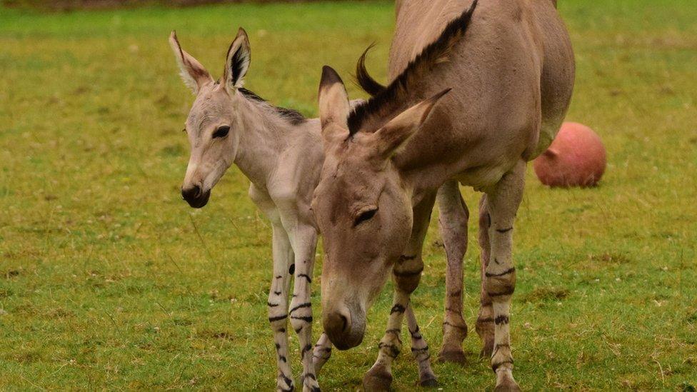 A wold ass foal with an adult