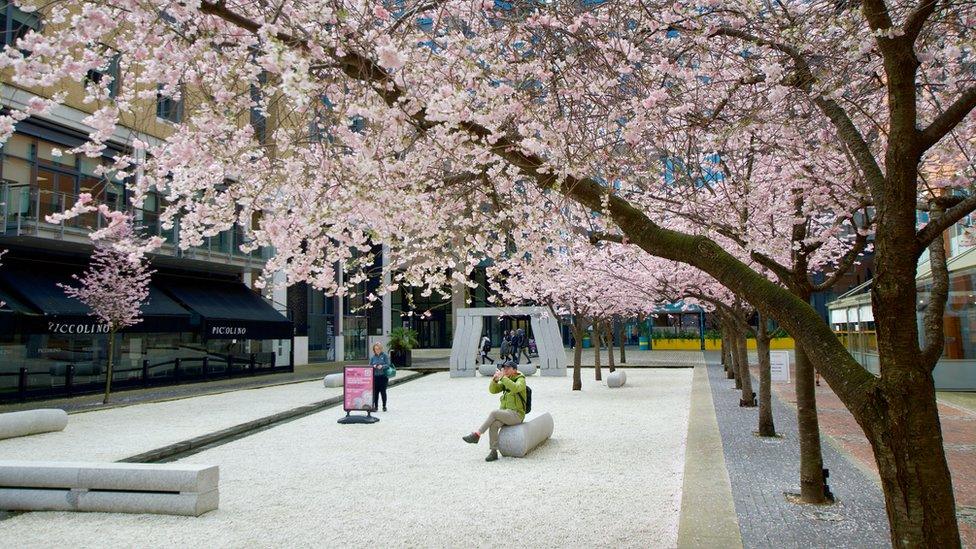 Cherry blossom in Oozells Square