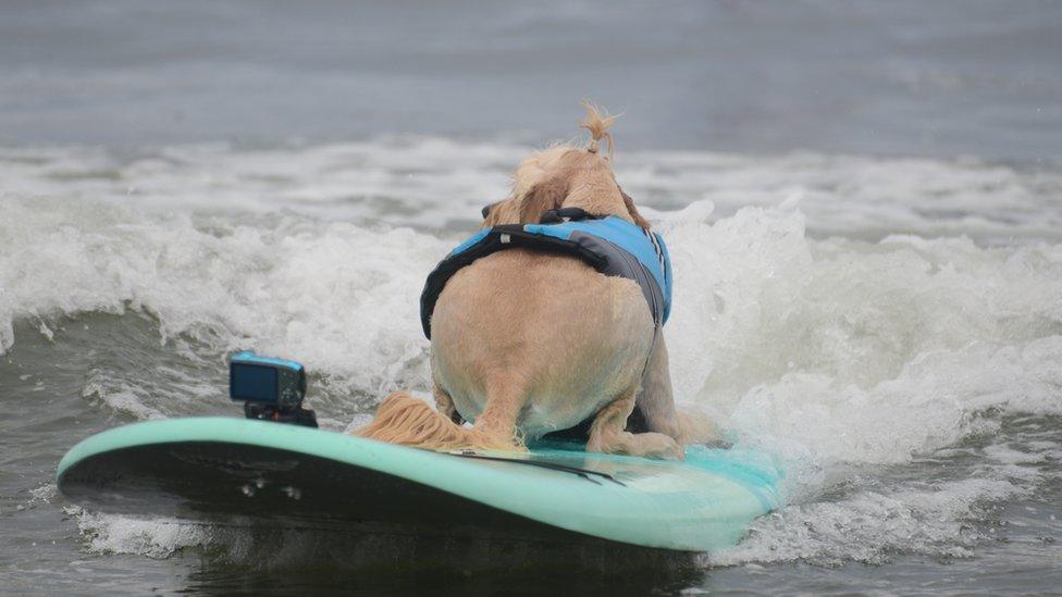 A dog surfing backwards