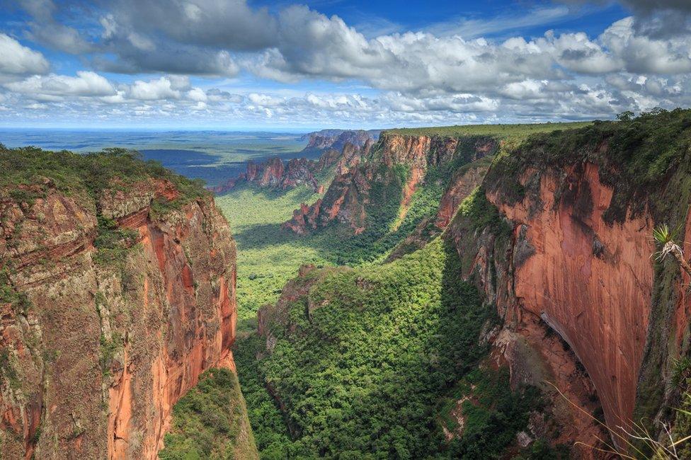 Cerrado savannah in Brazil