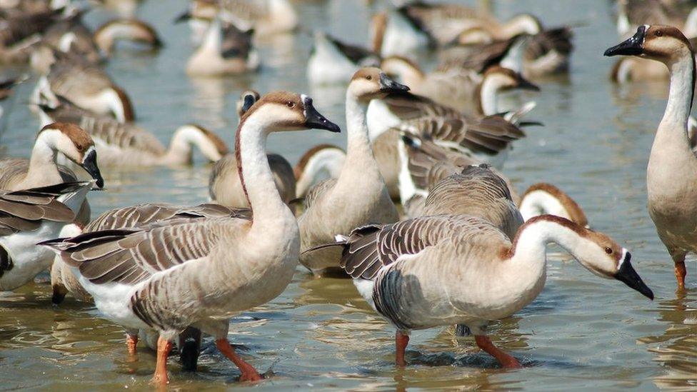 Farmed geese at Poyang Lake, China