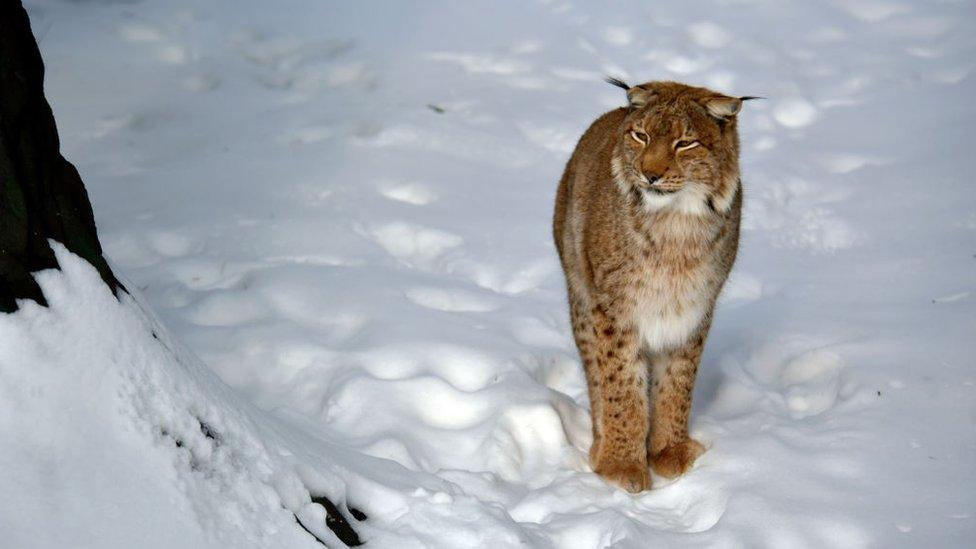 Eurasian lynx is seen in its enclosure at the Podilskyi Zoo, in Vinnytsia, west-central Ukraine.