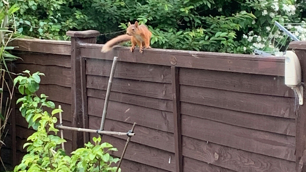 Red squirrel