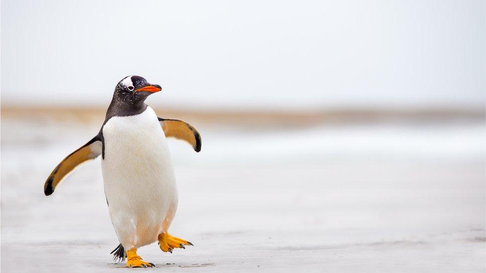 gentoo-penguin-walking