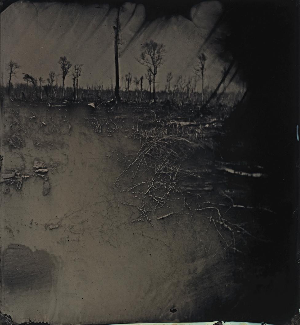 Tintype image of the Great Dismal Swamp in south-eastern Virginia, USA