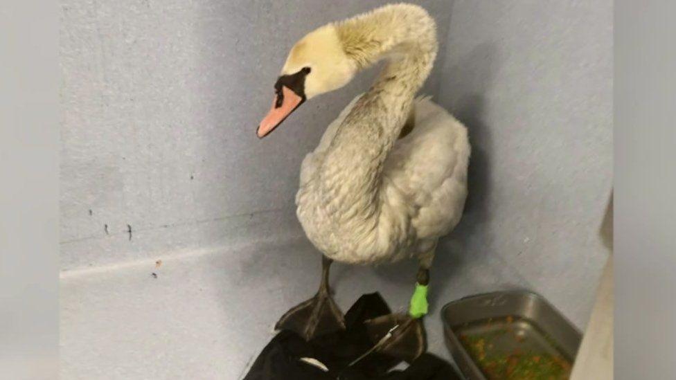 Image of a swan recovering in a wildlife centre