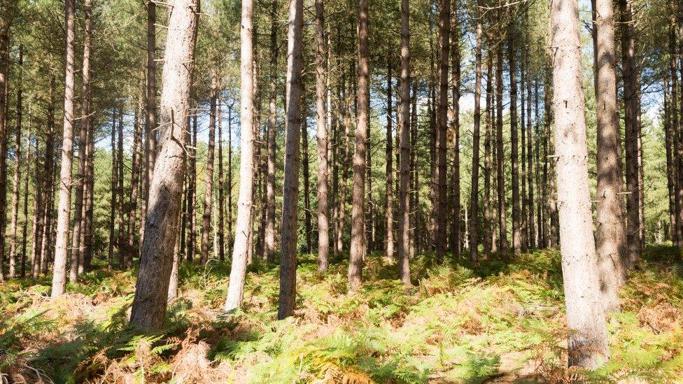 Rendlesham Forest