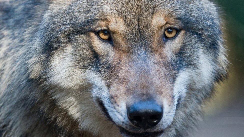 A wolf in a wildlife park in eastern Germany