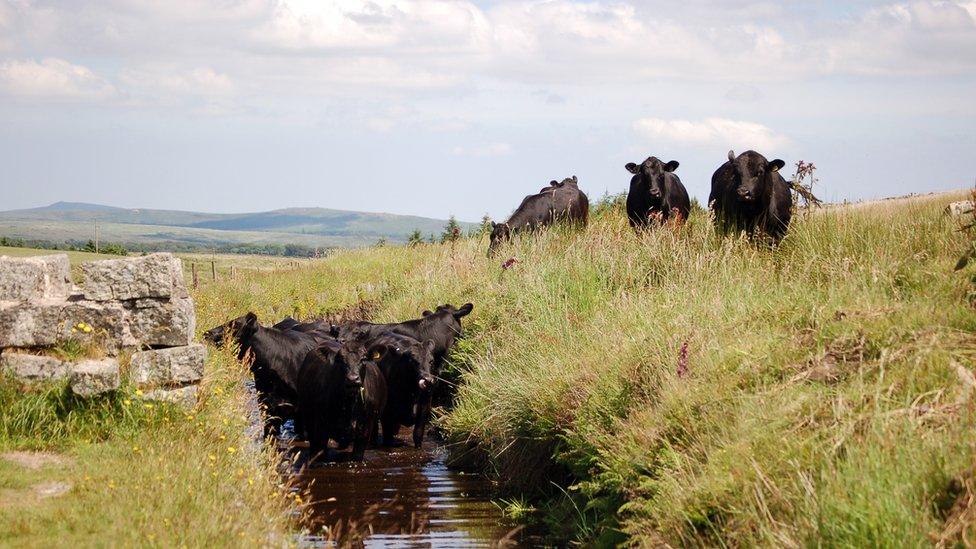 Cows on Dartmoor