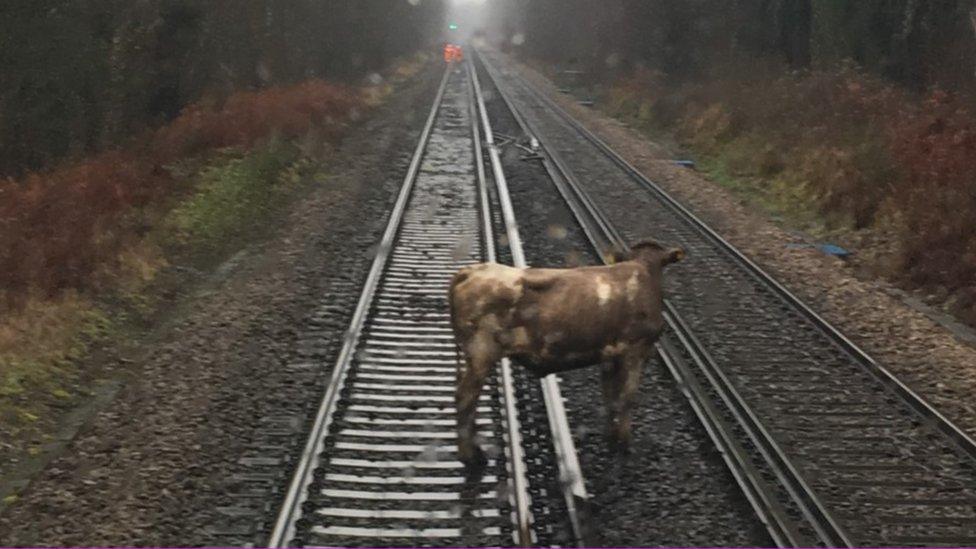 Cow on rail line between Southampton and Brockenhurst