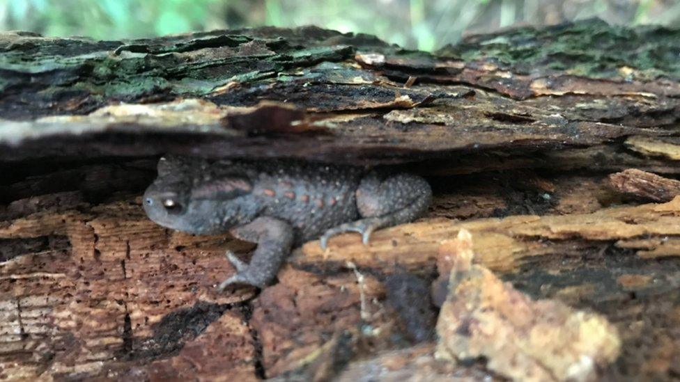 toad-in-a-tree